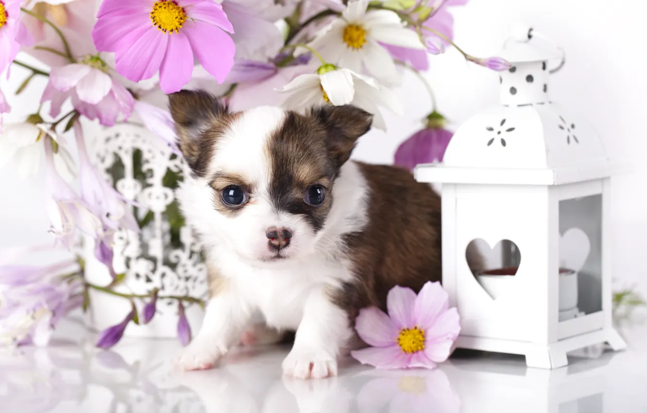 Фото обои цветы, собака, фонарь, щенок, чихуахуа, космея