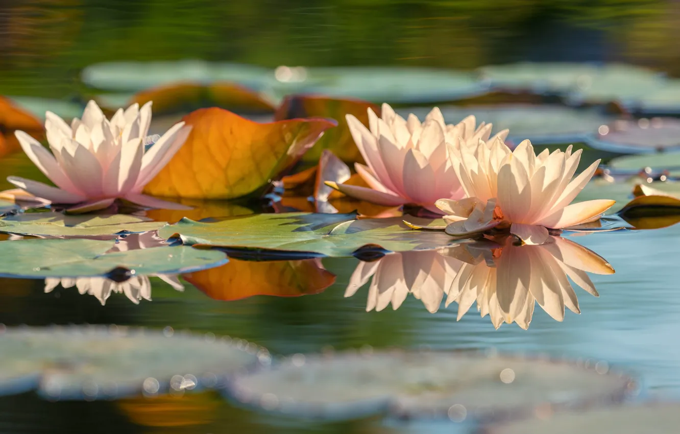 Фото обои листья, вода, свет, цветы, природа, озеро, пруд, отражение