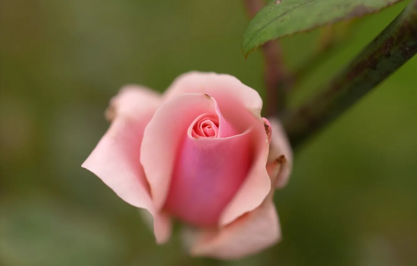 Фото обои цветок, листья, розовая, роза, бутон