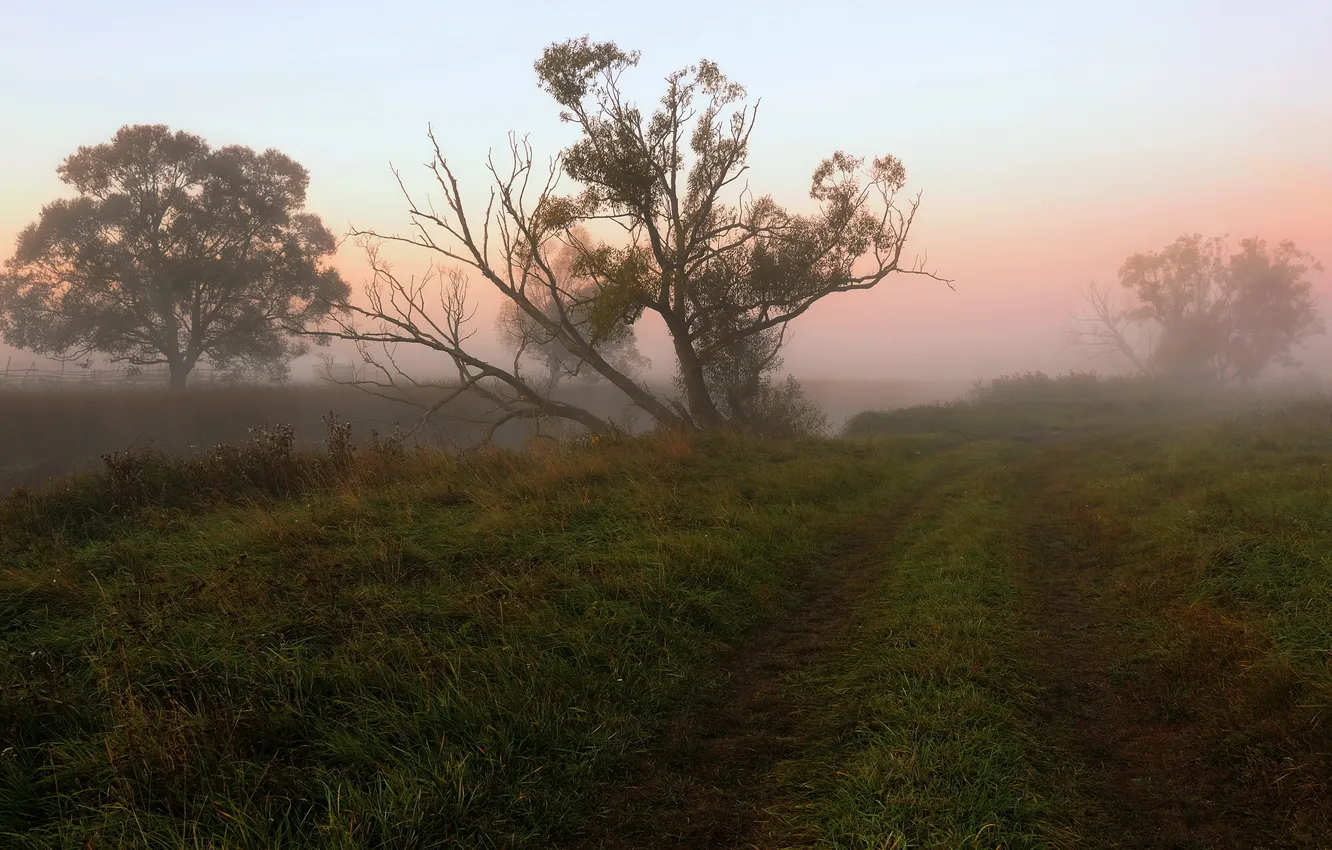 Фото обои поле, туман, дерево, утро