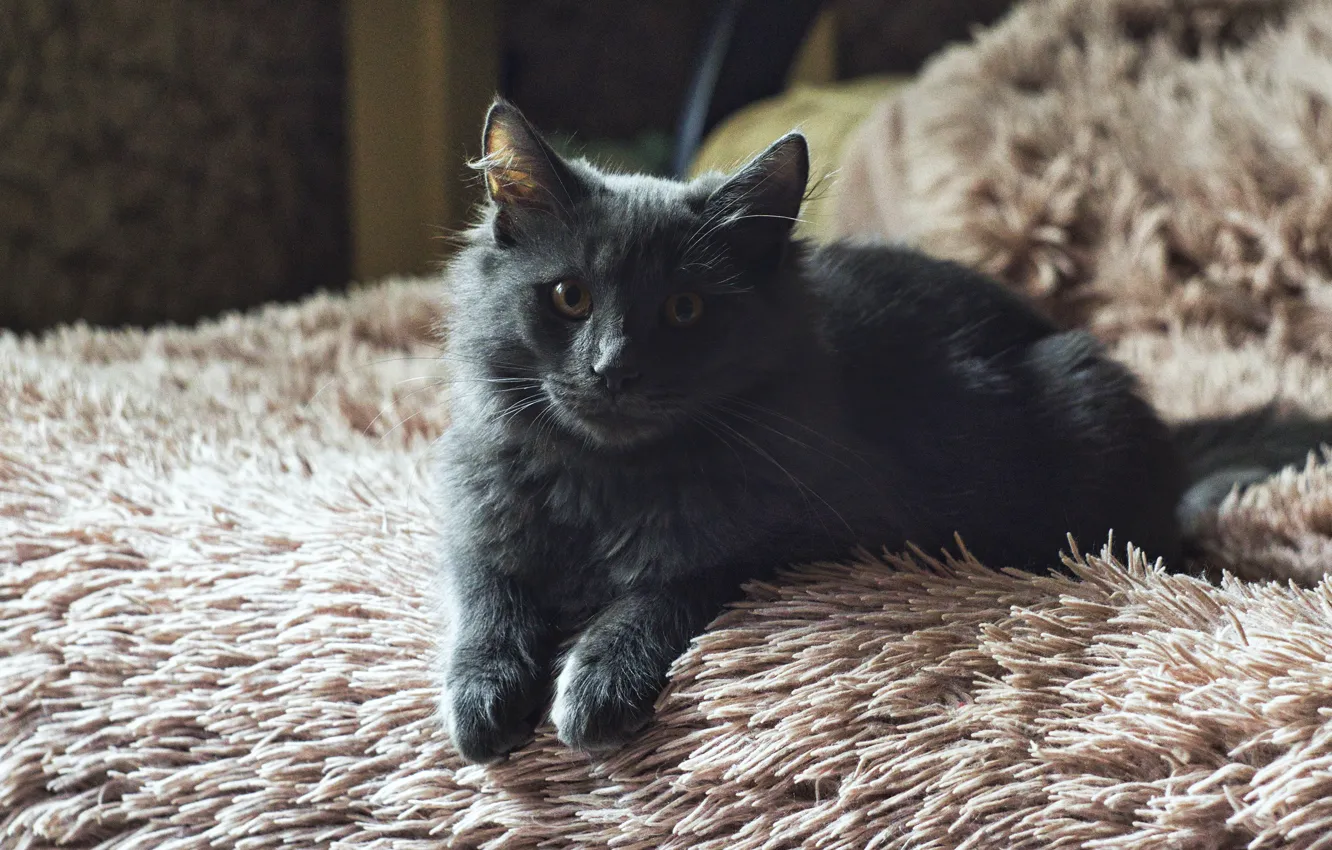 Фото обои кошка, взгляд, поза, котенок, серый, комната, постель, лежит