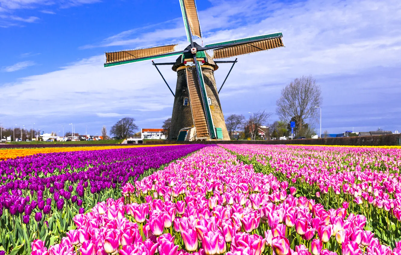 Фото обои поле, мельница, тюльпаны, Нидерланды, разноцветные, Keukenhof, Lisse