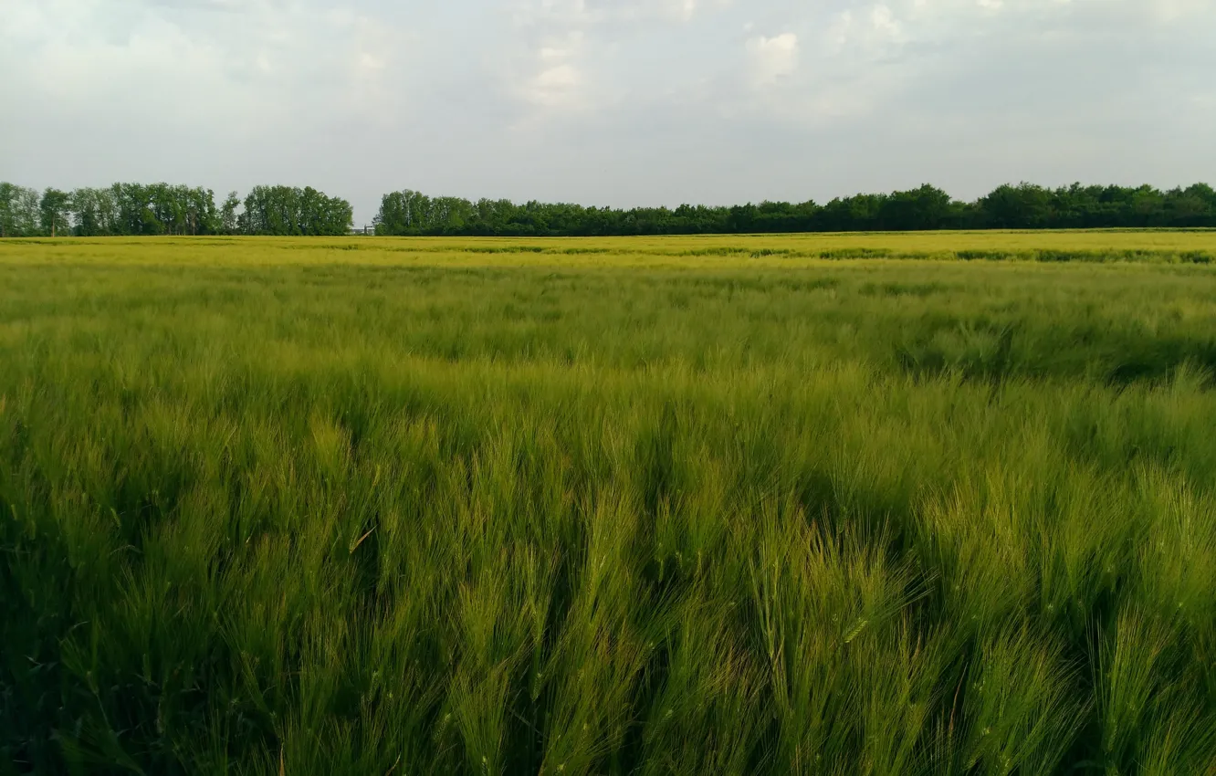 Фото обои пшеница, поле, трава, луг, просо