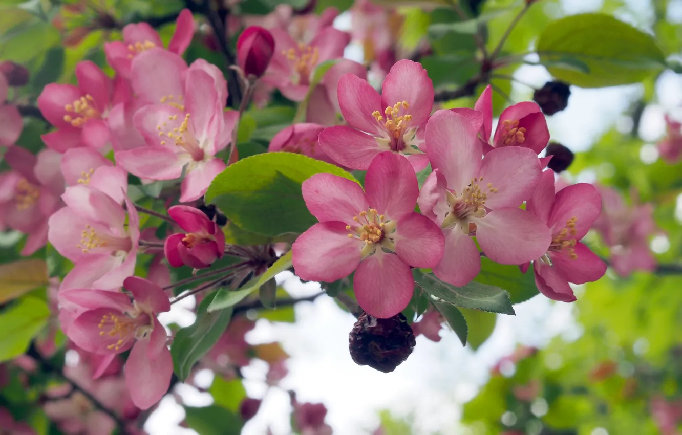 Фото обои макро, ветка, весна, яблоня, цветение, цветки