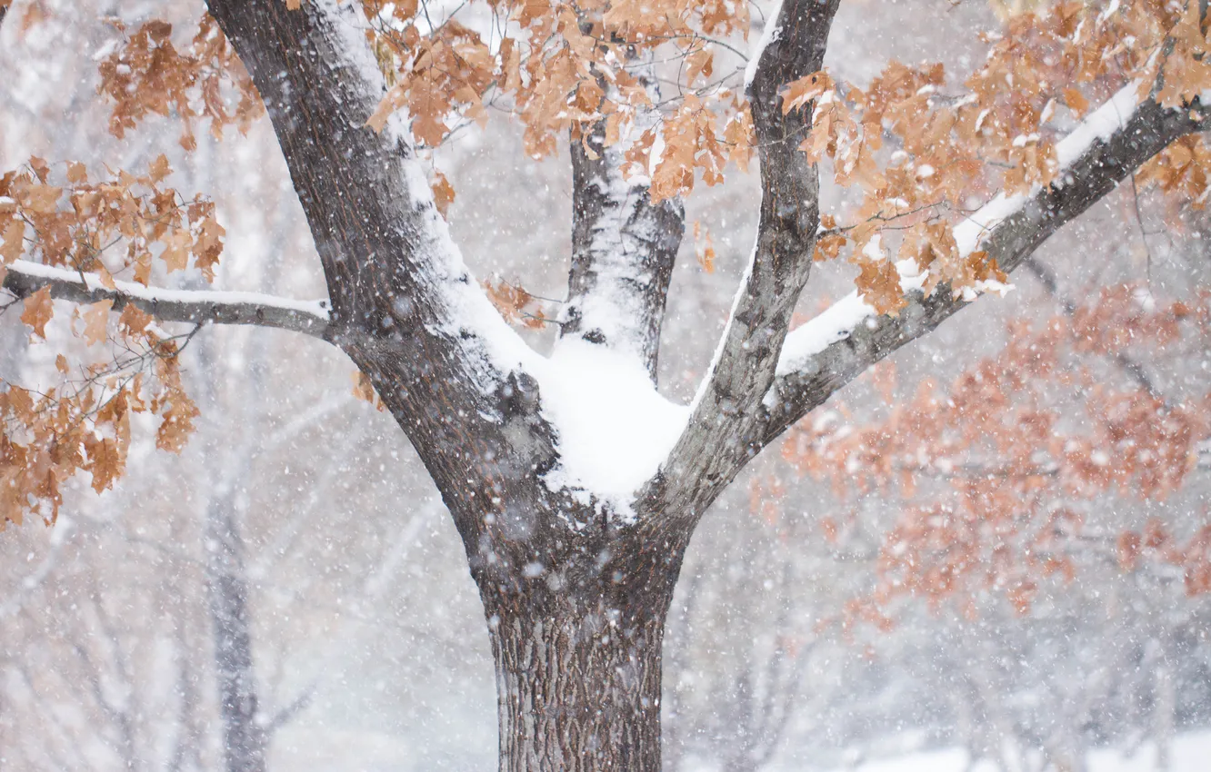 Фото обои зима, листья, снег, дерево