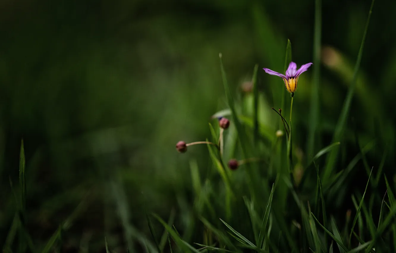 Фото обои цветок, трава, сиреневый, размытость