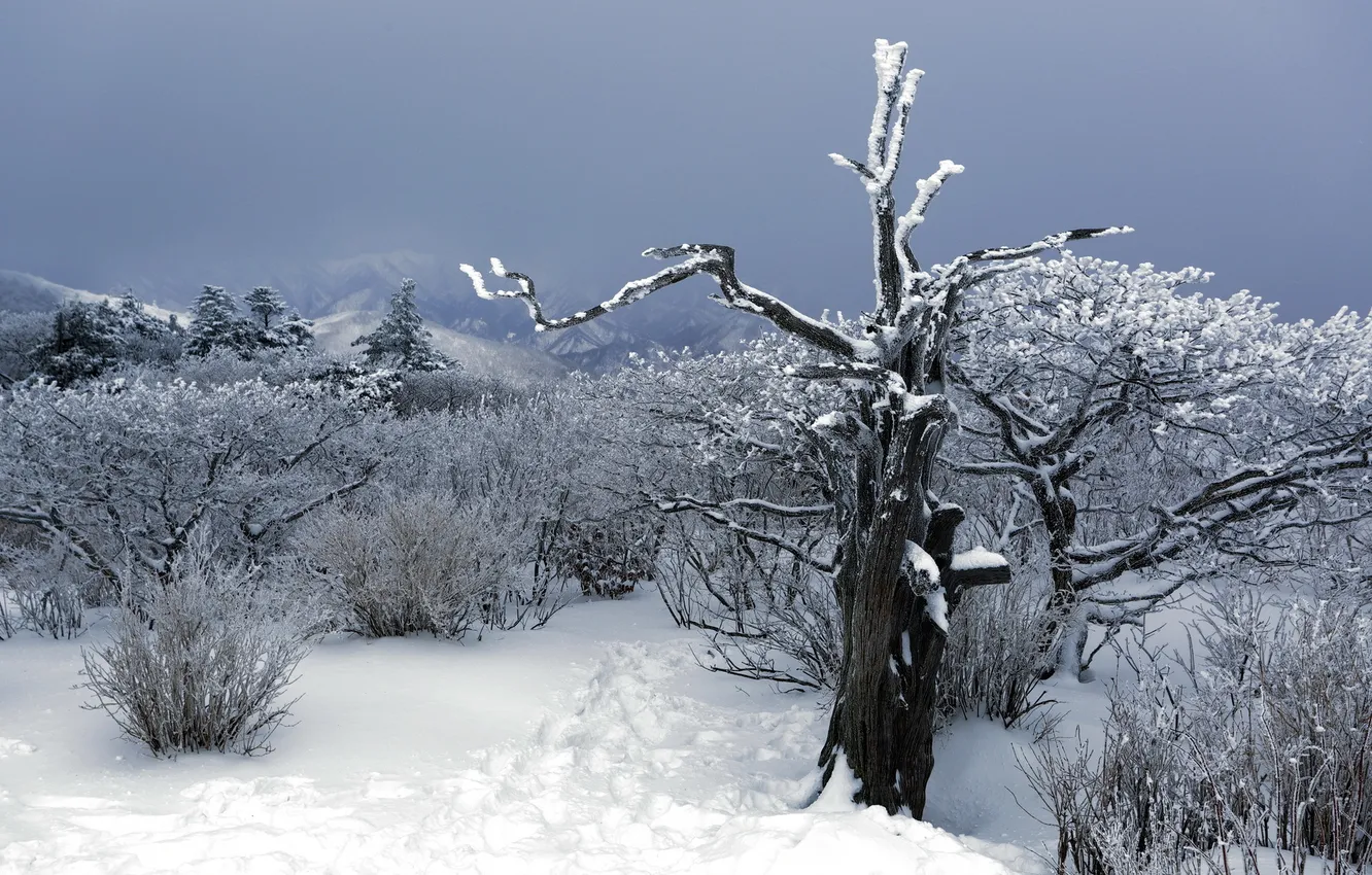 Фото обои зима, снег, деревья, горы