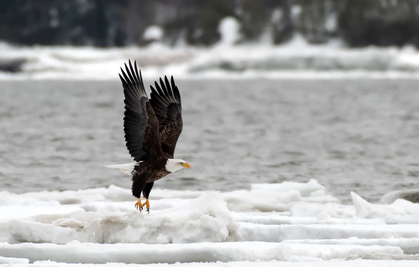 Фото обои природа, река, птица, лёд, хищник, Канада, орёл, боке