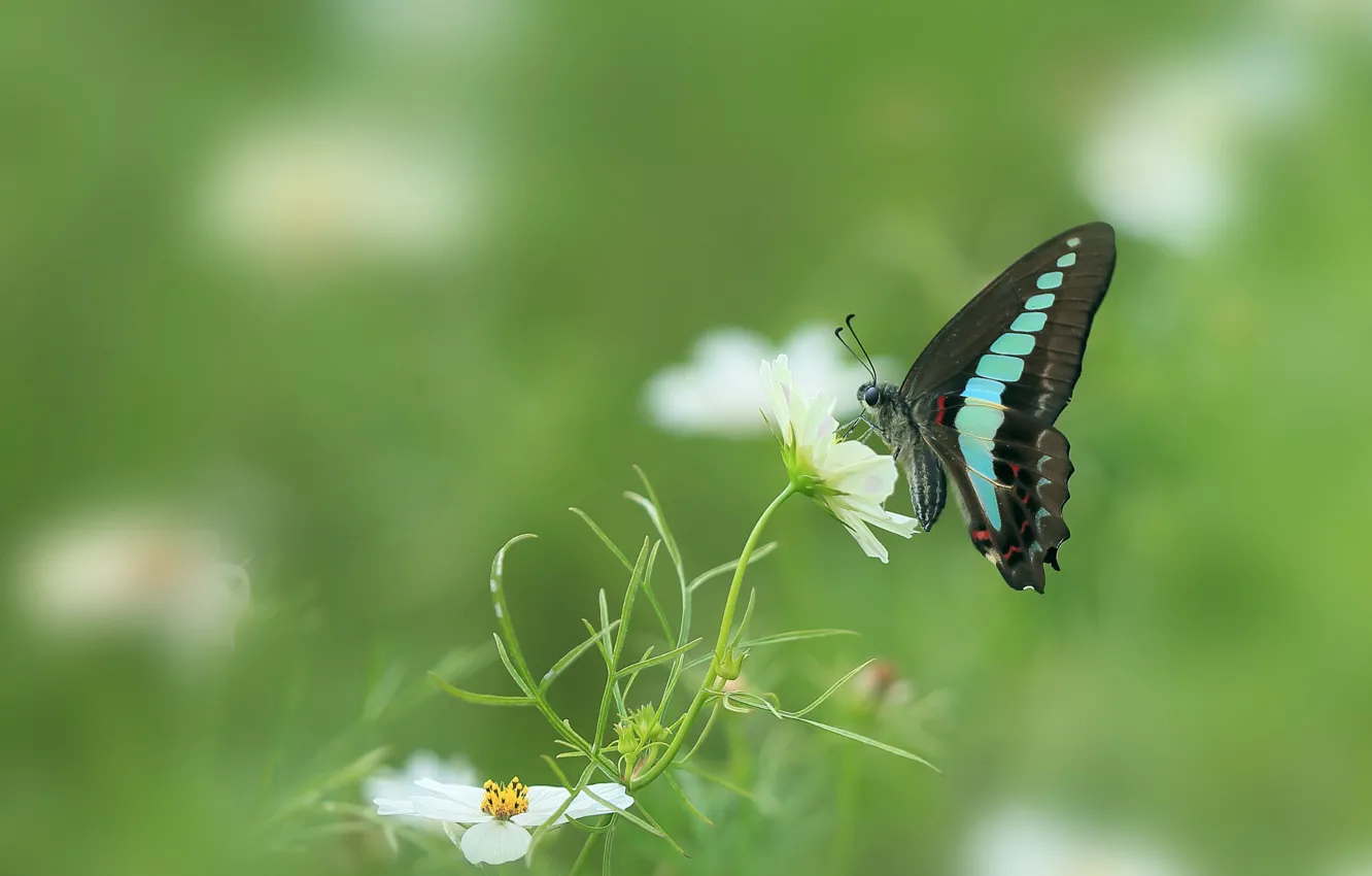Фото обои wings, butterfly, flowers