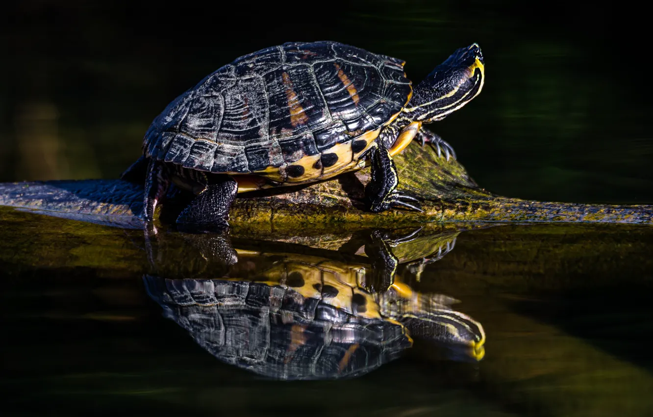 Фото обои вода, свет, отражение, черепаха, бревно, водоем, черепашка, водяная