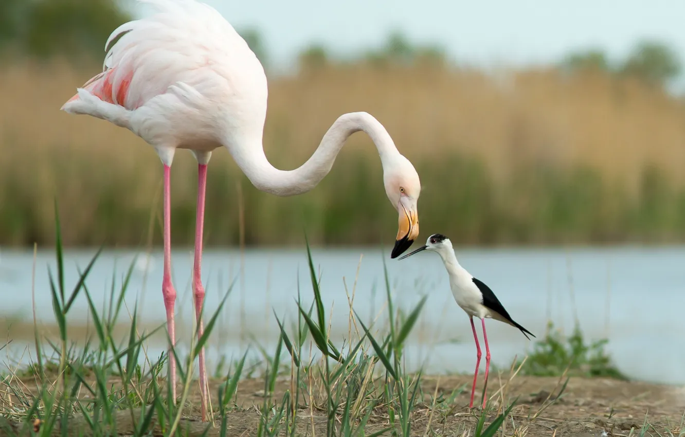 Фото обои птицы, друзья, Фламинго, Ходулочник