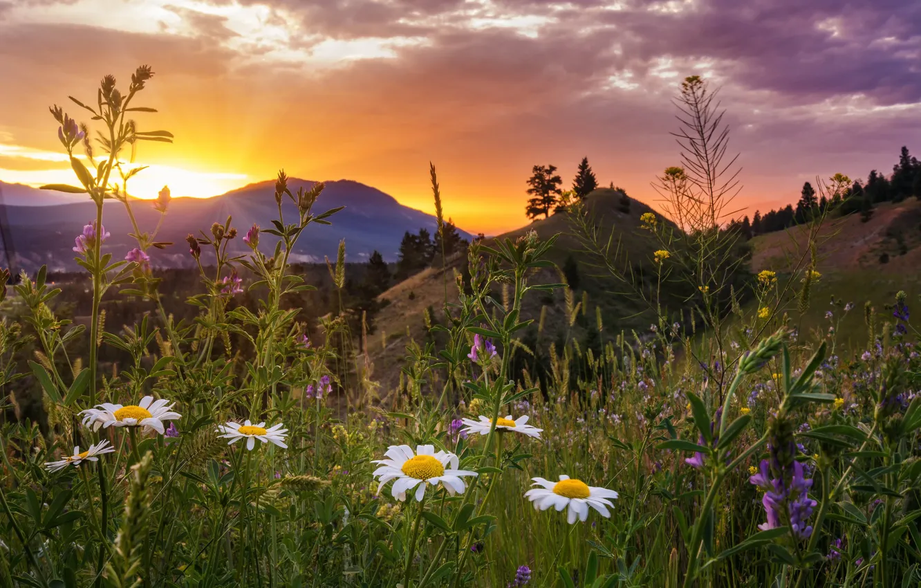 Фото обои закат, цветы, горы, ромашки, луг, Канада, Canada, British Columbia