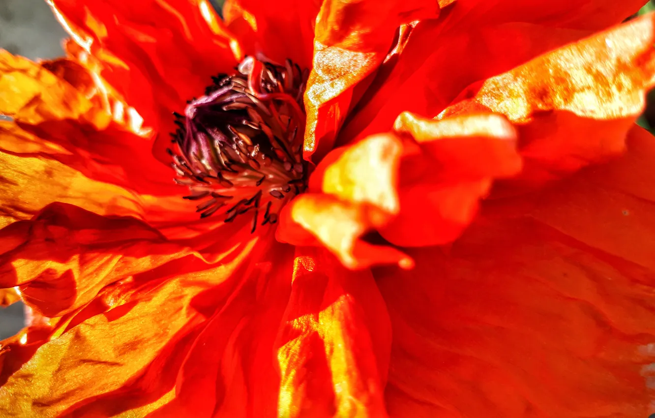 Фото обои макро, цветы, яркие, мак, flower, nature, color