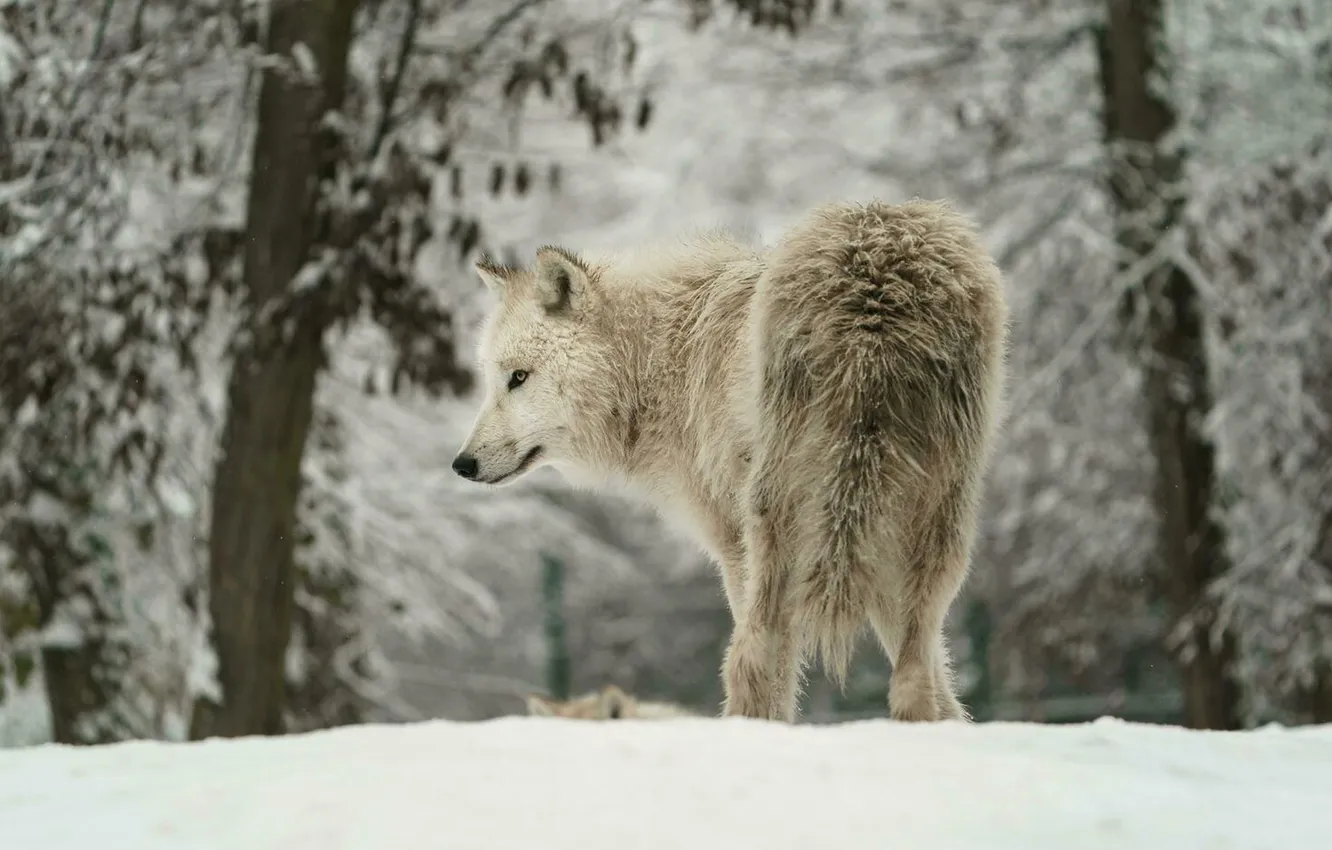 Фото обои nature, predator, face, animal, wolf, wildlife, portrait, Canis lupus