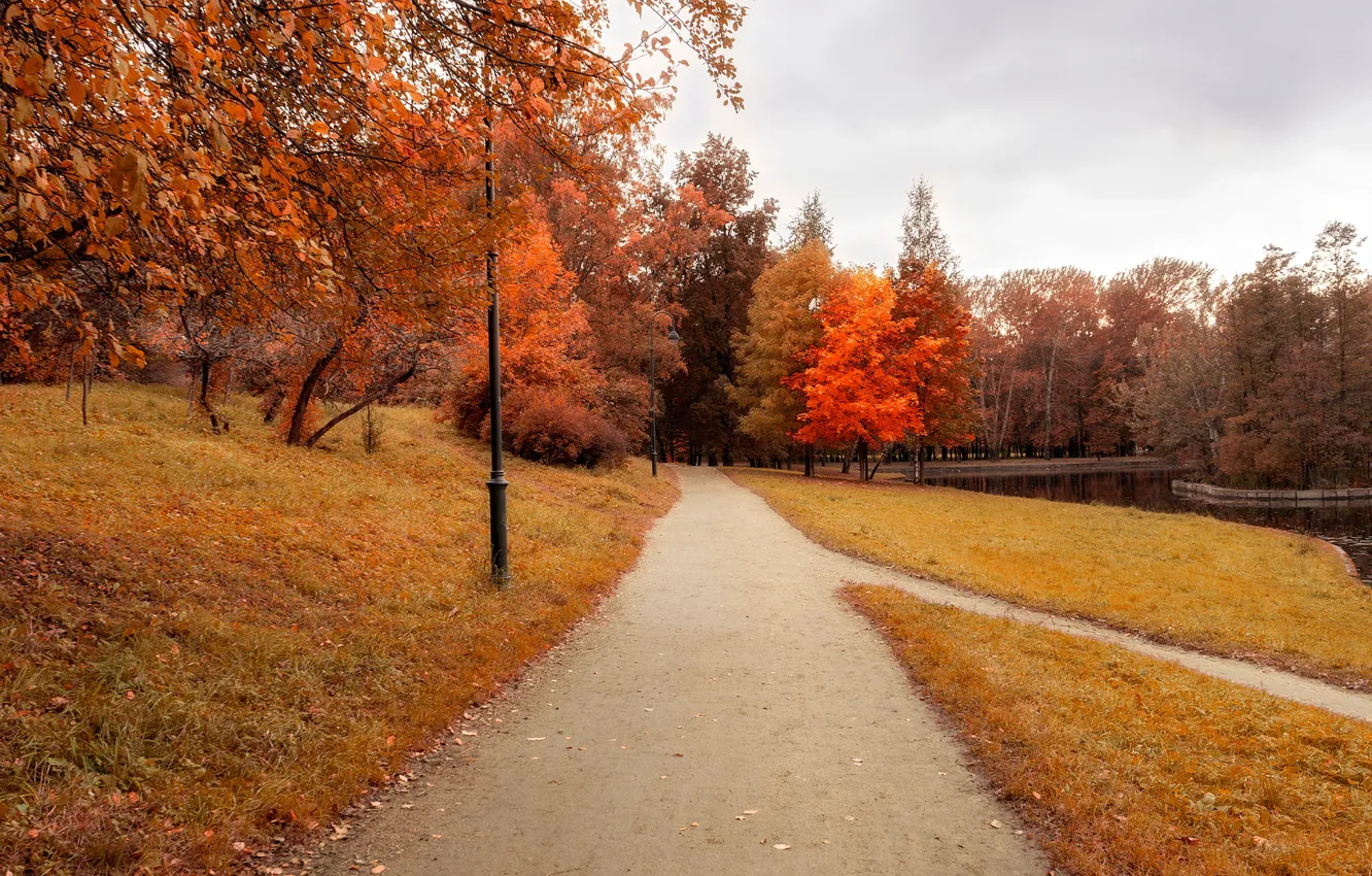 Фото обои осень, листья, деревья, парк, тропа, nature, yellow, park