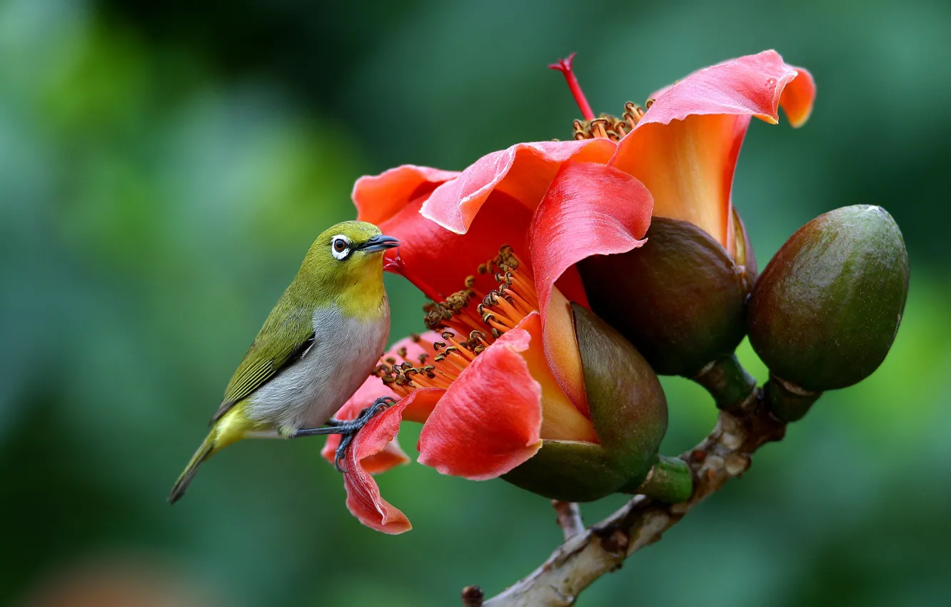 Фото обои природа, ветка, бутон, птичка, цветки, белоглазка, белый глаз, хлопковое дерево