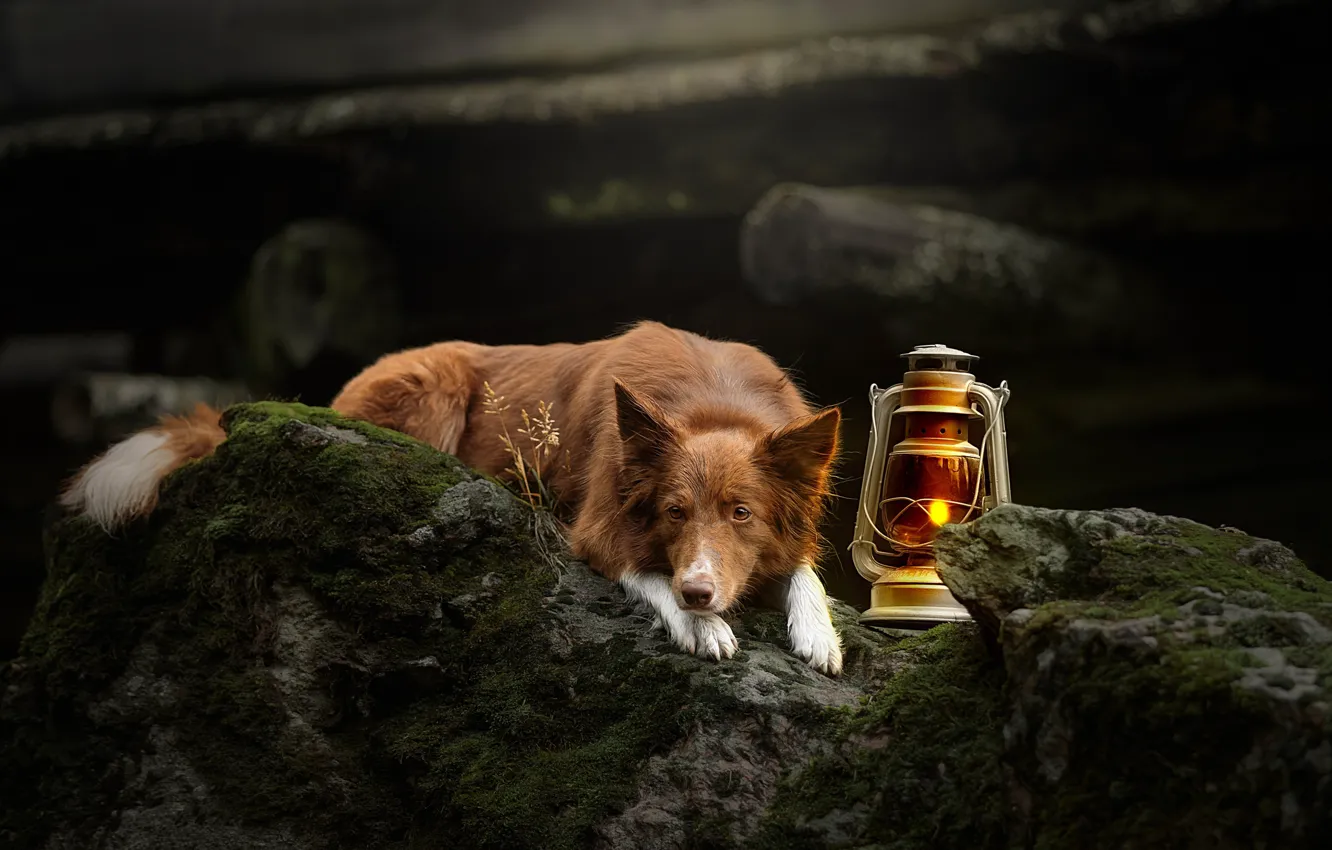 Фото обои камни, лампа, мох, собака, фонарь, Бордер-колли, Светлана Писарева