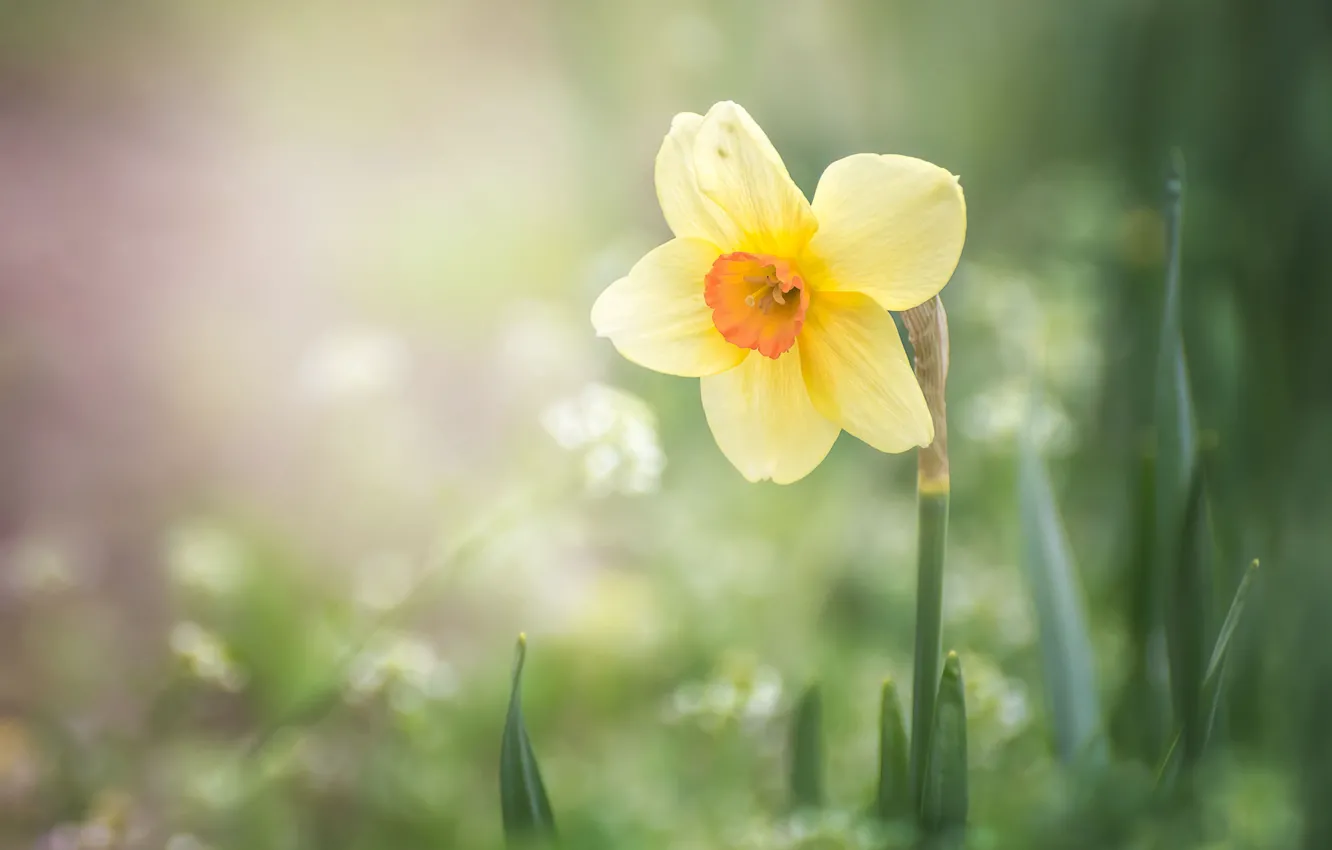 Фото обои желтый, весна, нарцисс