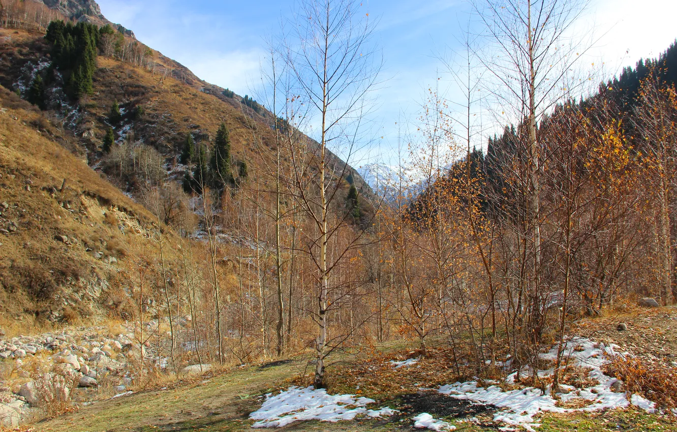 Фото обои снег, горы, желтый, елки, Осень, березы