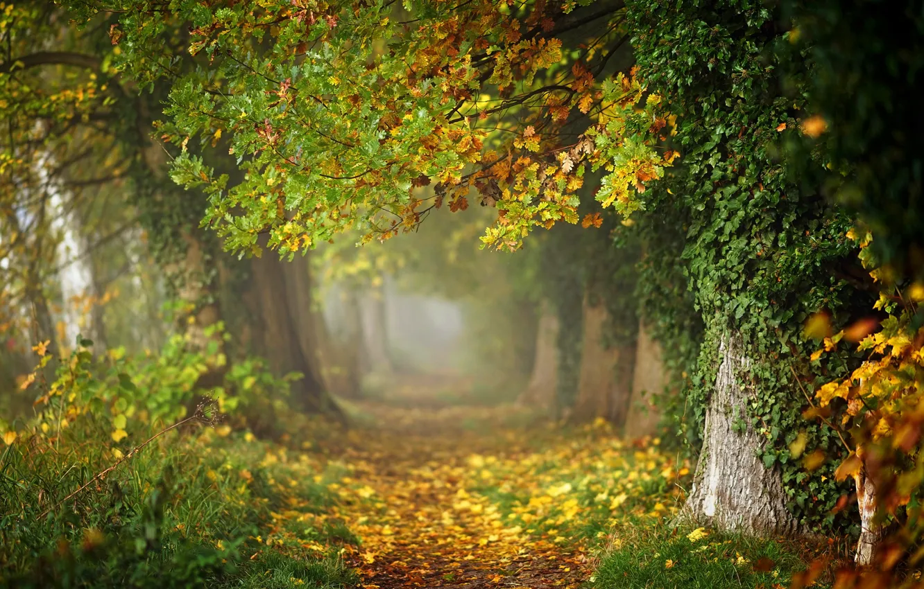 Фото обои осень, лес, листья, деревья, ветки, туман, парк, стволы