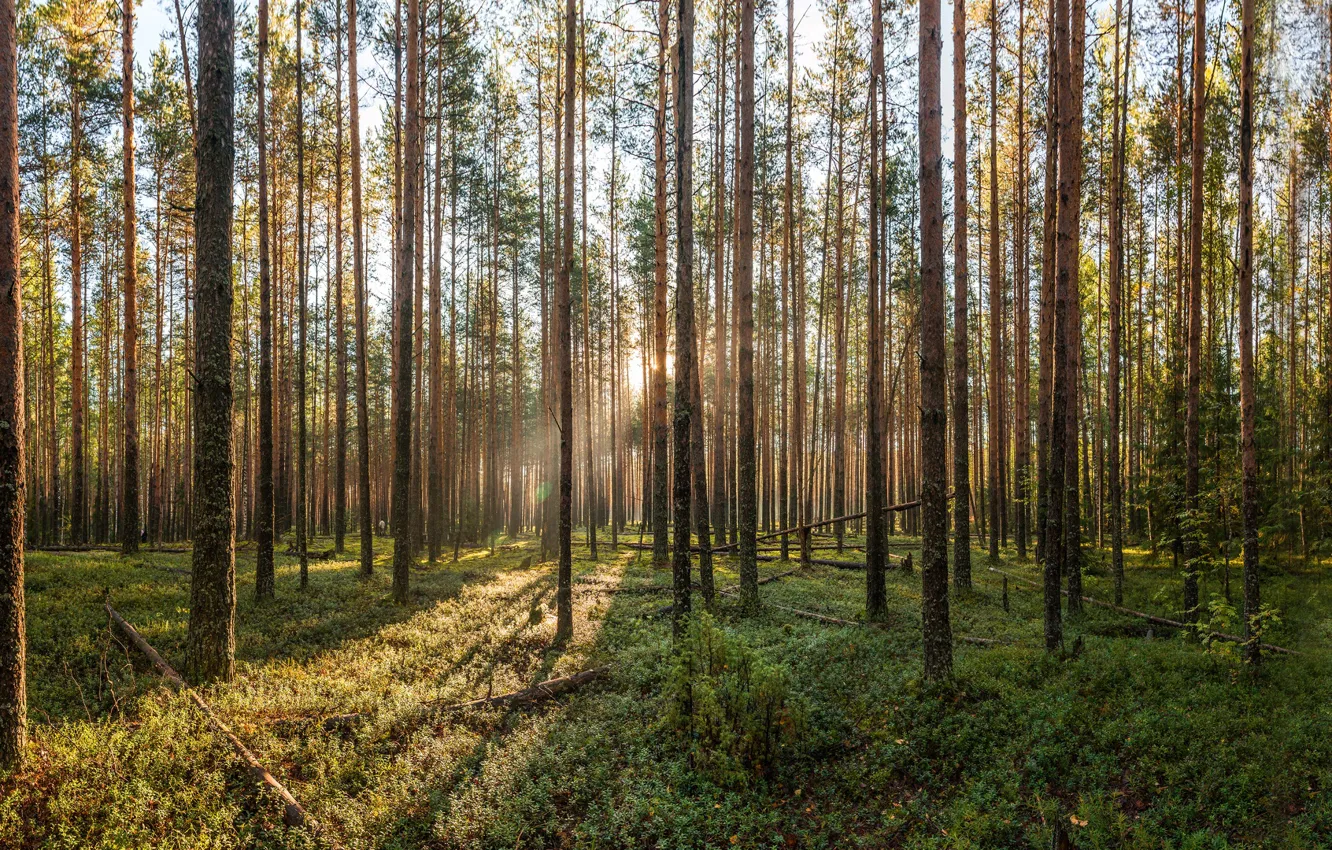 Фото обои лес, рассвет, сосны
