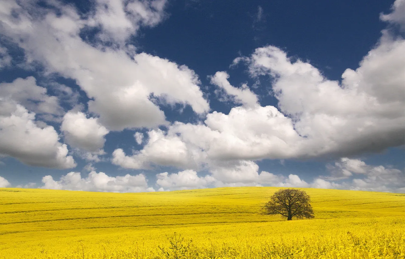 Фото обои облака, желтый, дерево, Поле