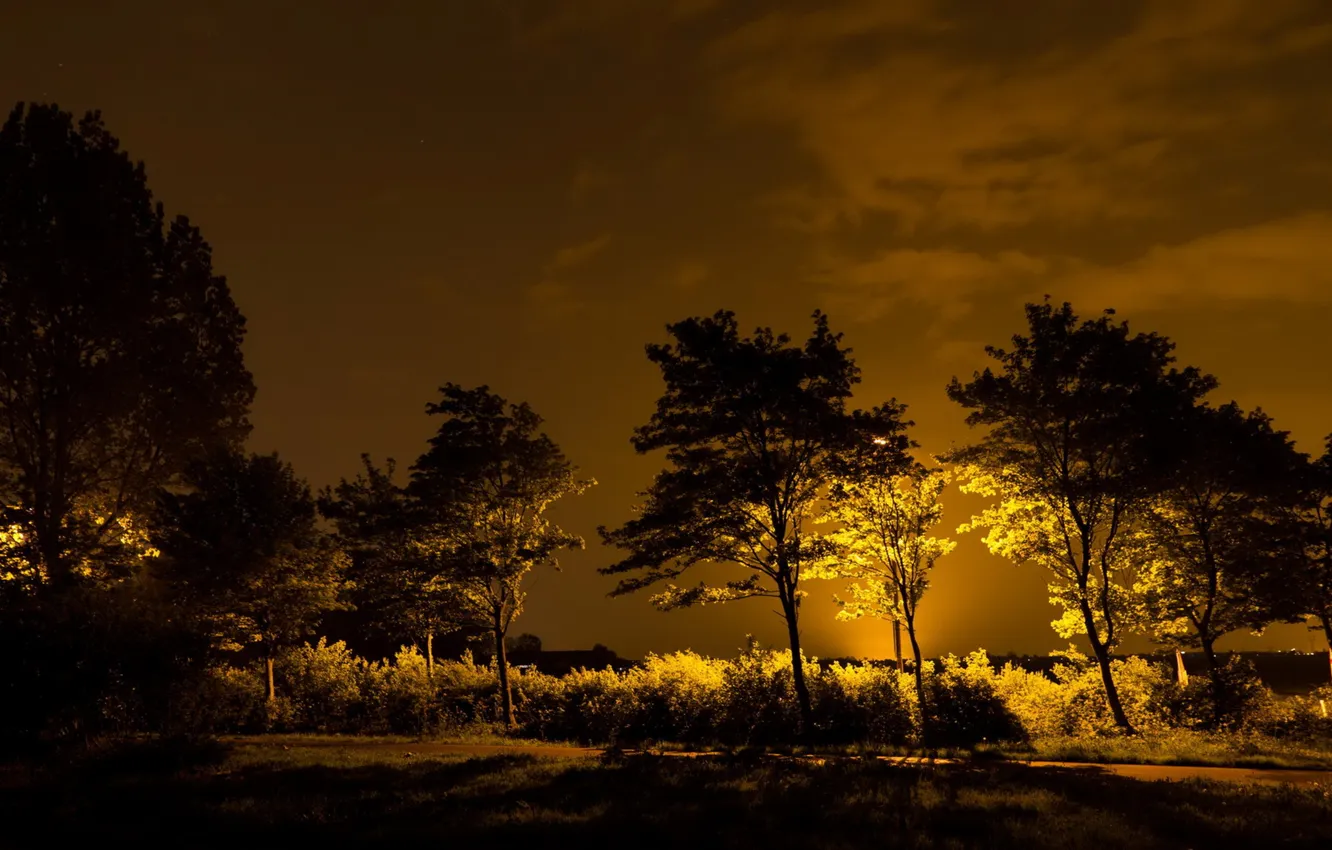 Фото обои свет, деревья, ночь