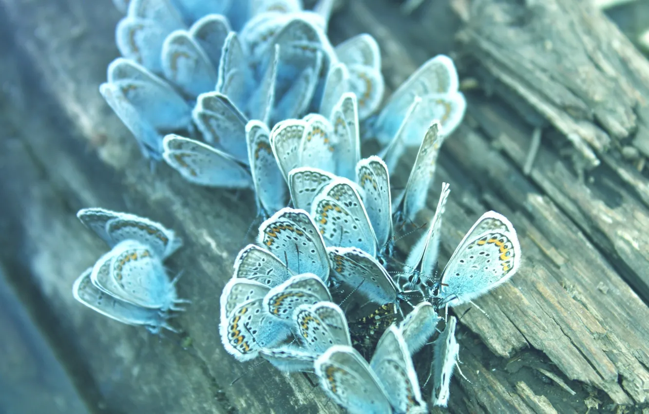 Фото обои макро, бабочки, фото, голубые, бревно