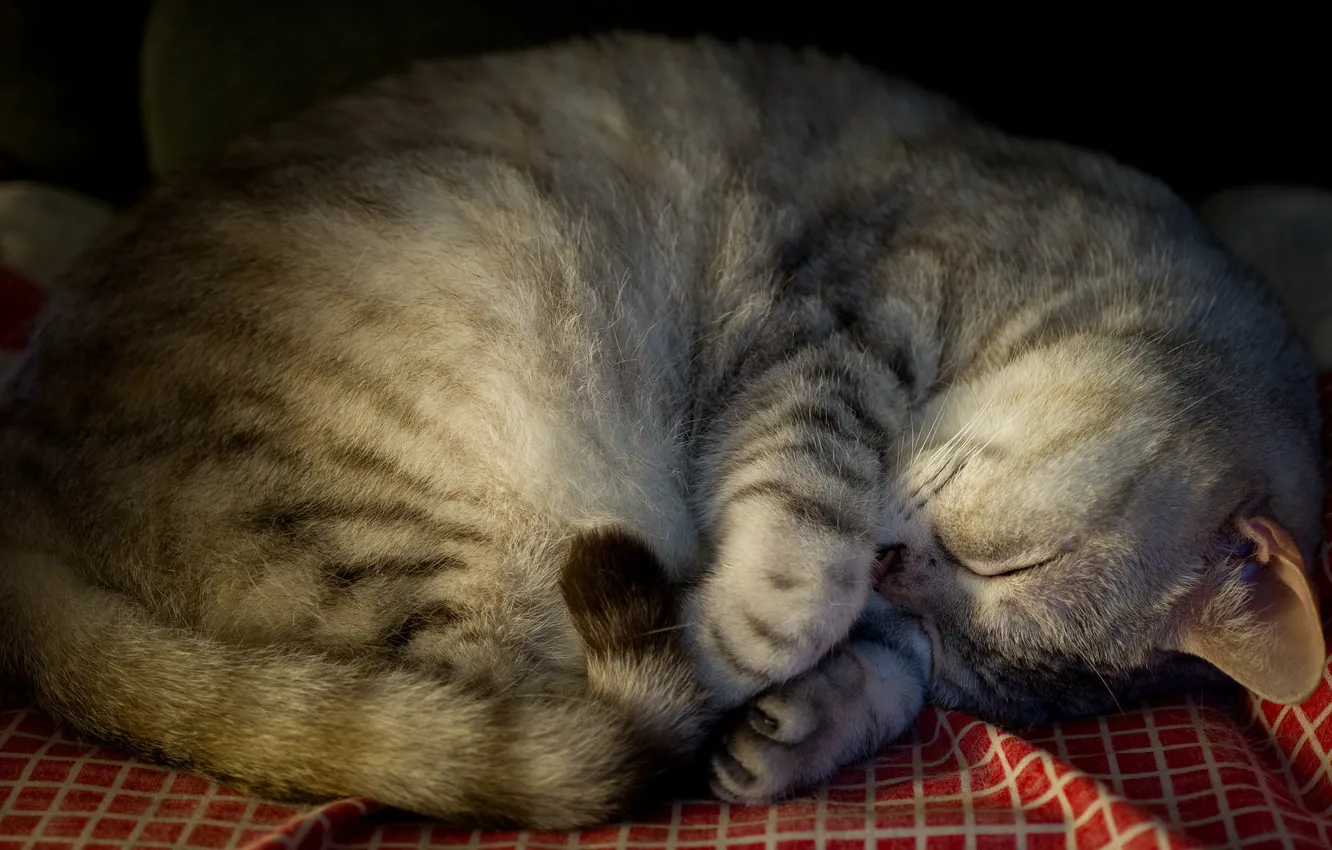 Фото обои кошка, кот, серый, отдых, сон, спит, ткань, лежит