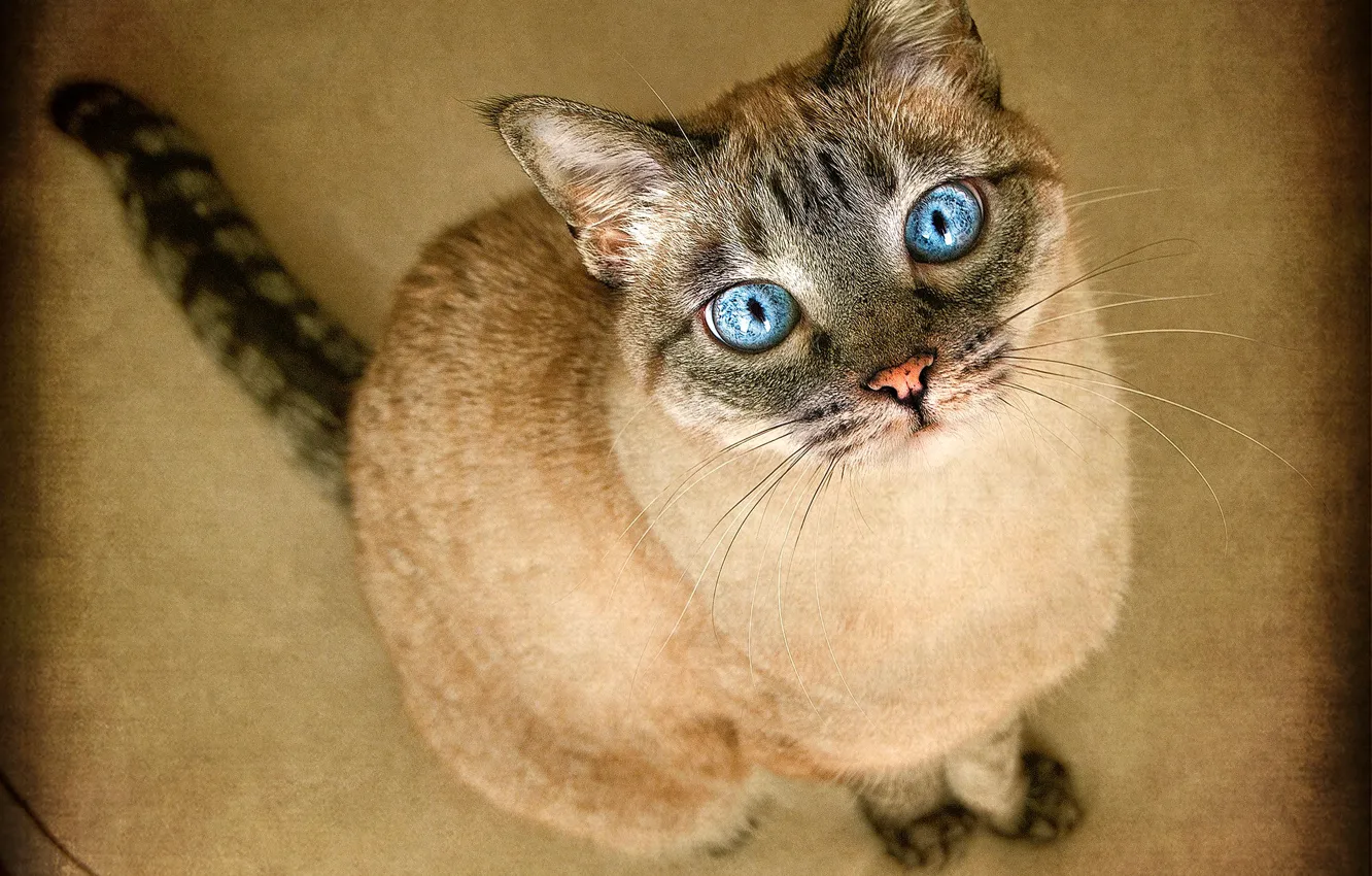 Фото обои кошка, кот, взгляд, обработка, голубые глаза, сидит