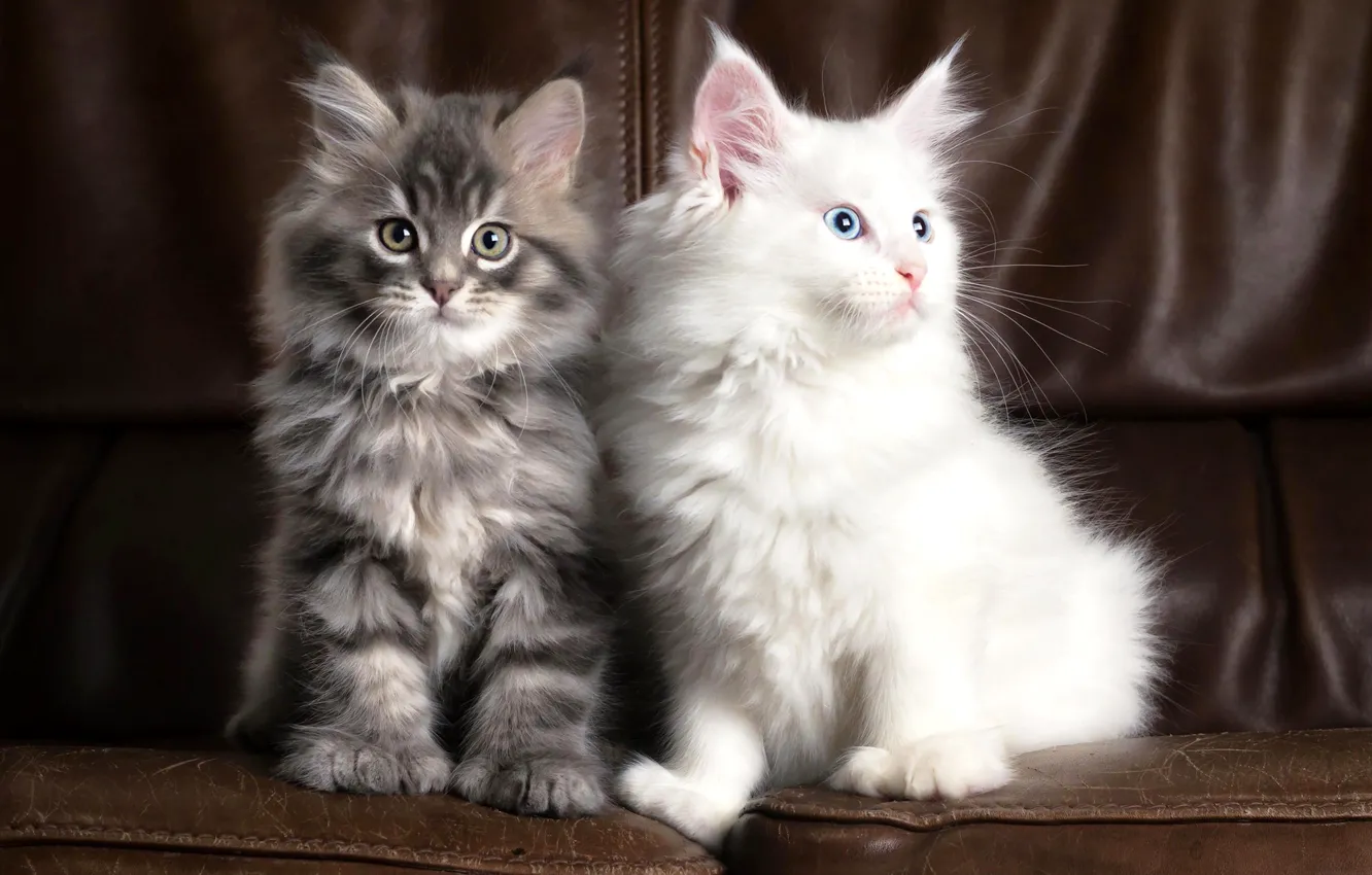 Фото обои белый, коты, двое