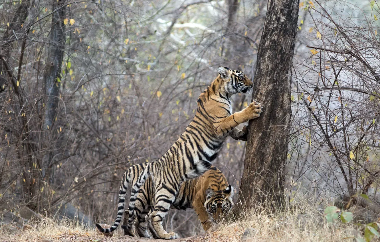 Фото обои тигры, Ranthambhore NP, Indien