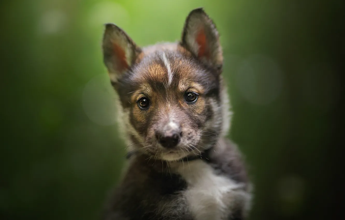 Фото обои взгляд, фон, щенок, мордашка, боке, Тамасканская собака