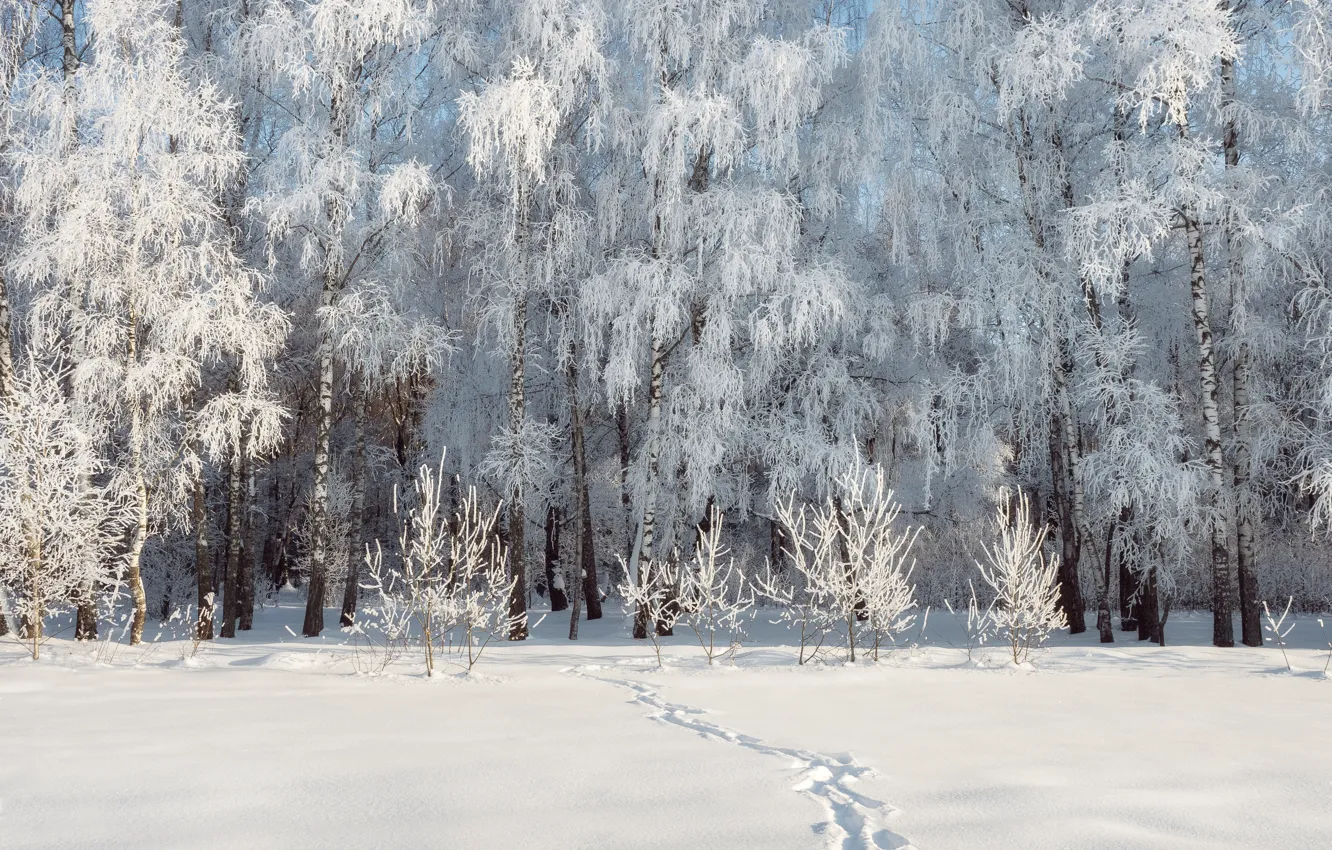 Фото обои зима, иней, лес, свет, снег, деревья, следы, природа