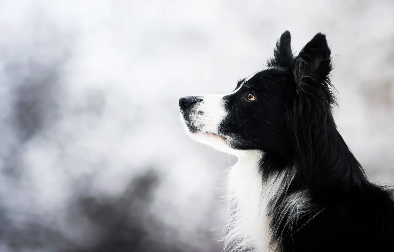 Фото обои зима, взгляд, морда, природа, фон, портрет, собака, светлый