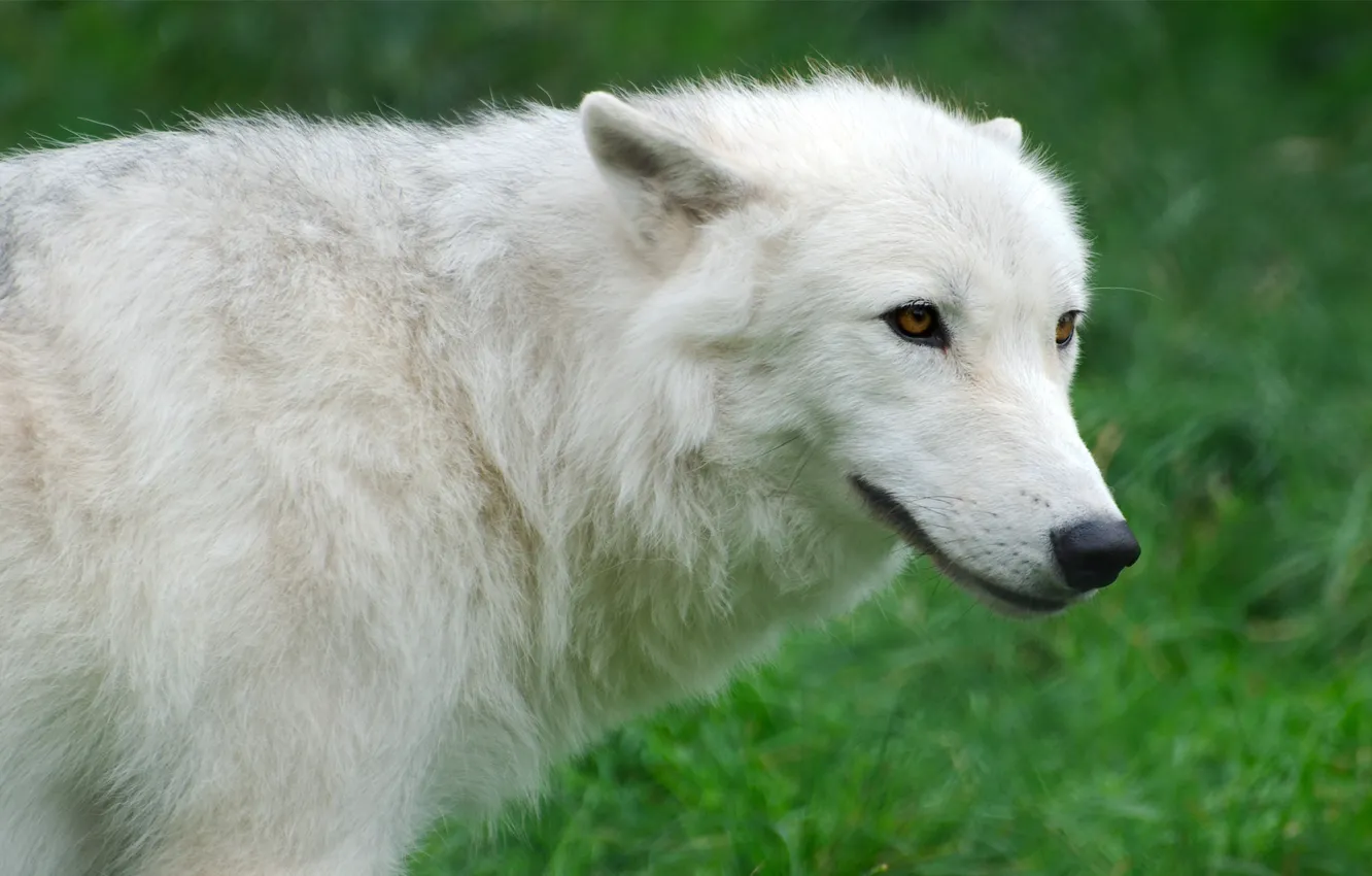 Фото обои белый, трава, волк, Wolf, Arctic, арктический