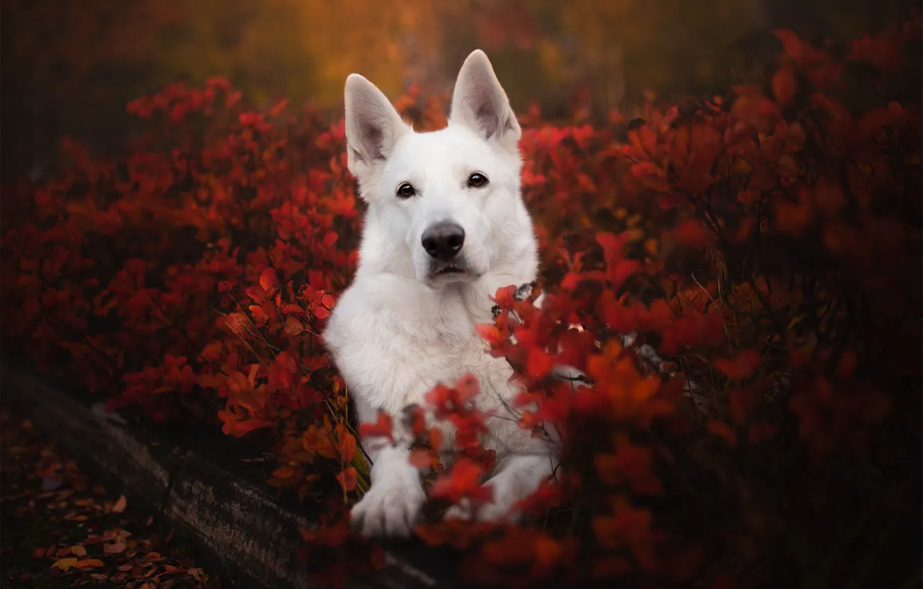 Фото обои осень, взгляд, морда, собака, кусты, Белая швейцарская овчарка