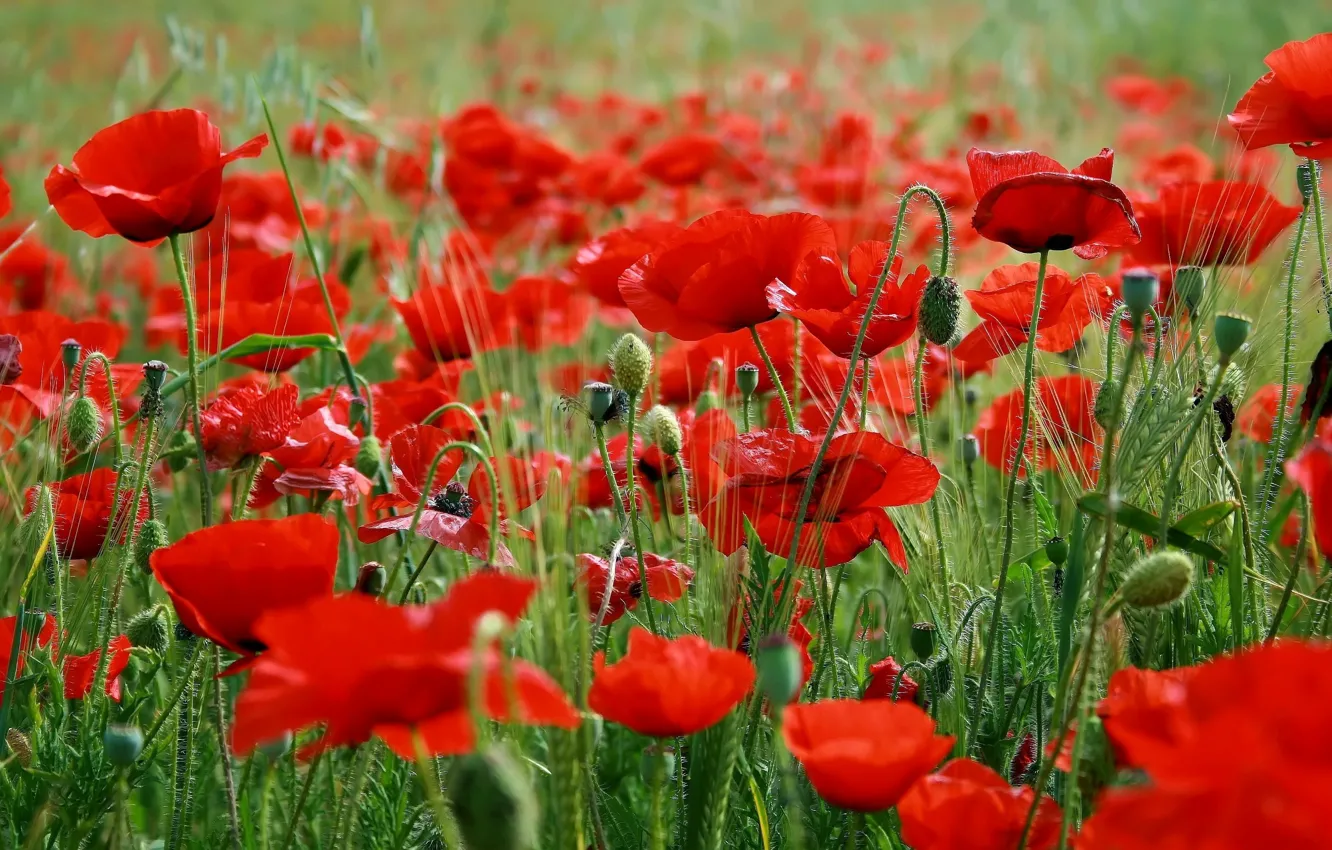 Фото обои трава, цветы, красные маки