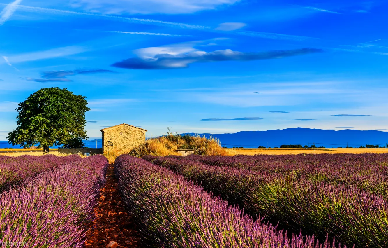 Фото обои поле, дерево, Франция, домик, лаванда, Прованс, Provence