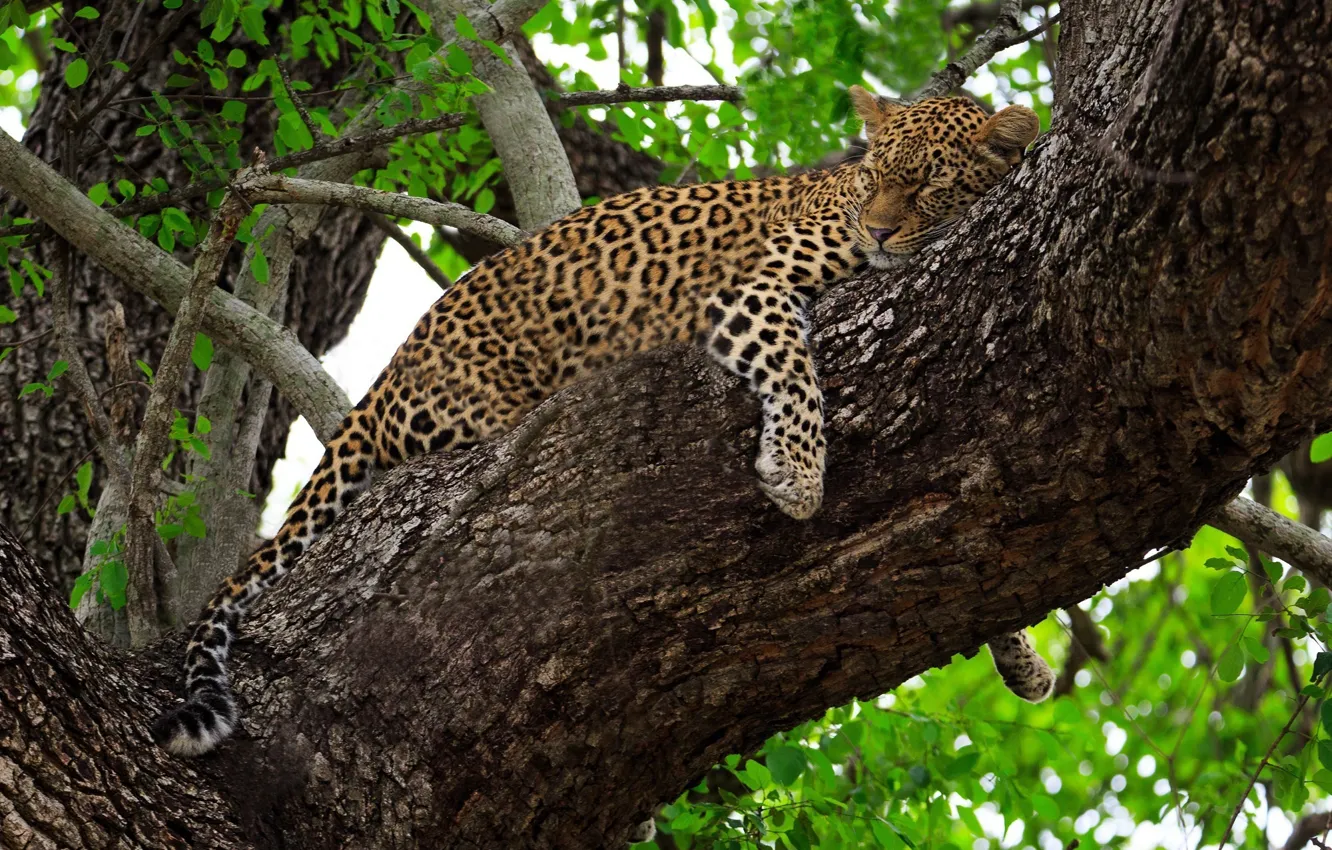Фото обои отдых, сон, хищник, леопард, лежит, Африка, дикая кошка, на дереве