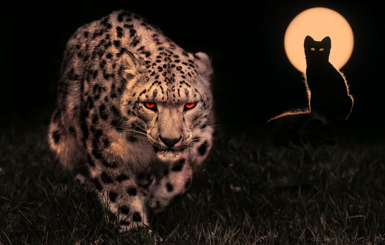 Фото обои ночь, луна, хищники, охотники