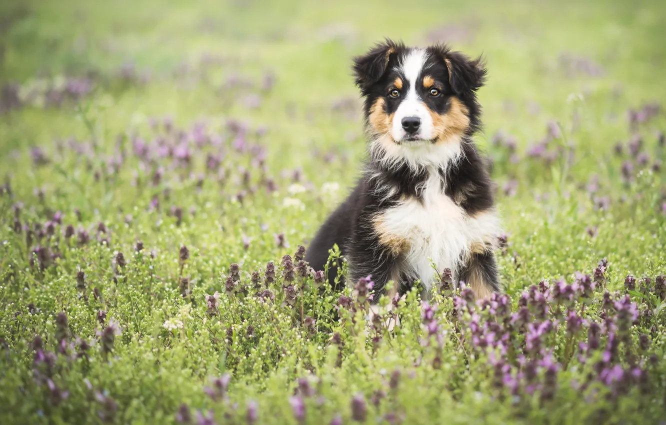 Фото обои поле, цветы, собака, луг, щенок, обои от lolita777, аусси