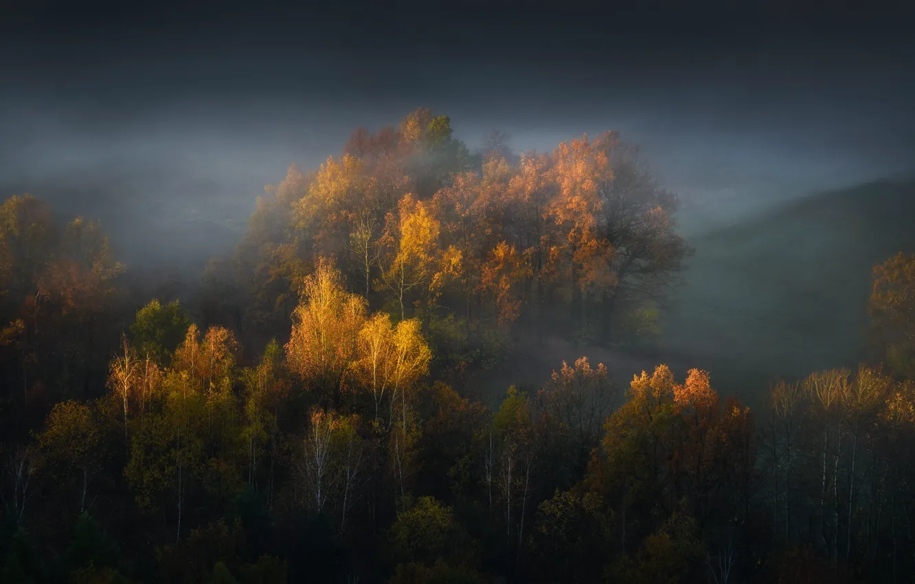 Фото обои осень, лес, свет, деревья, тучи, туман, холмы, склоны