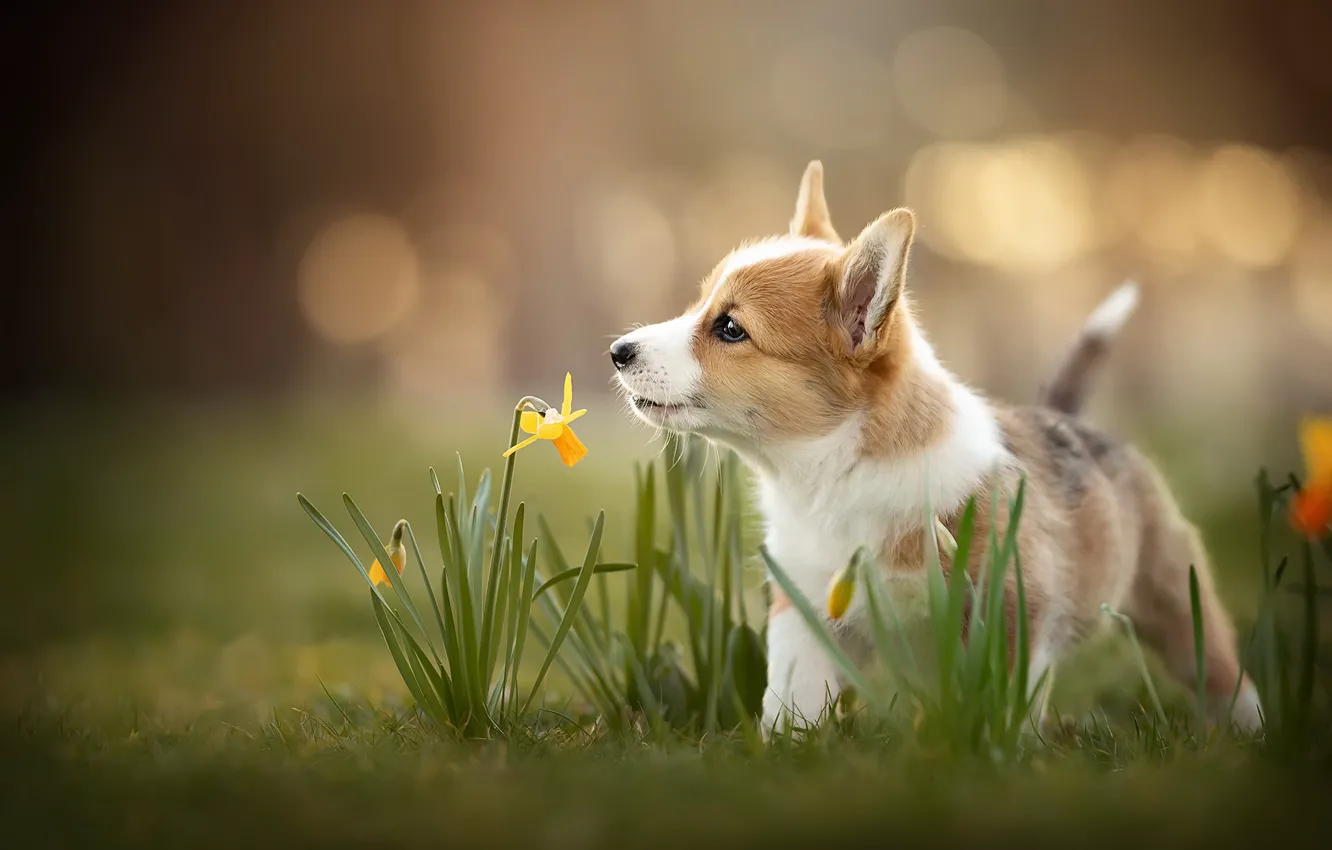 Фото обои собака, весна, щенок