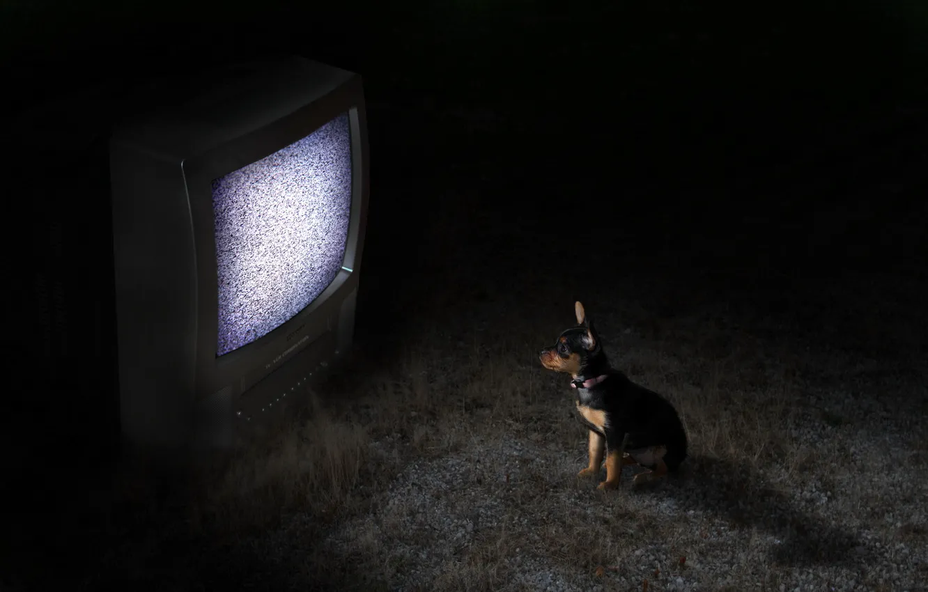 Фото обои ночь, собака, телевизор