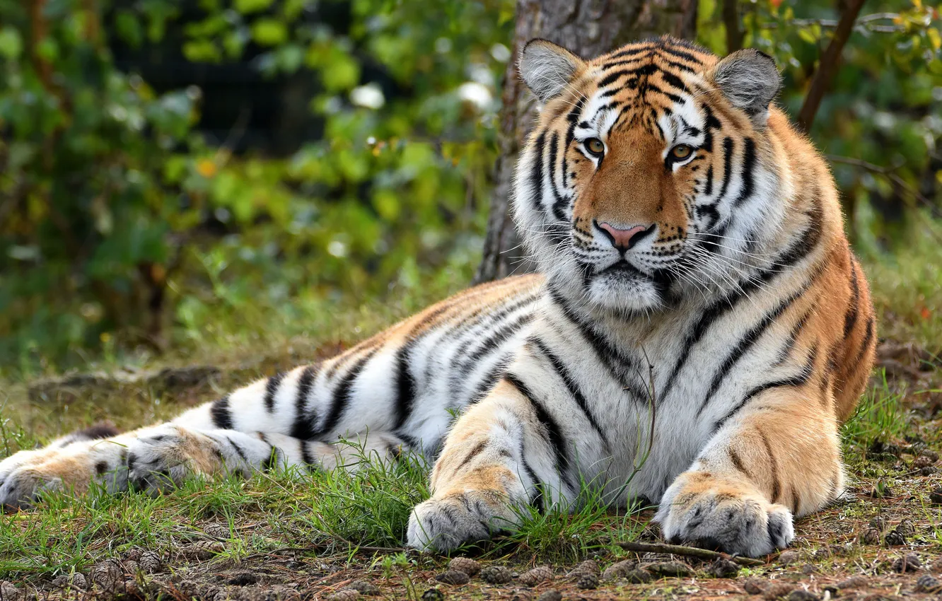 Фото обои природа, тигр, лежит, тигренок, молодой