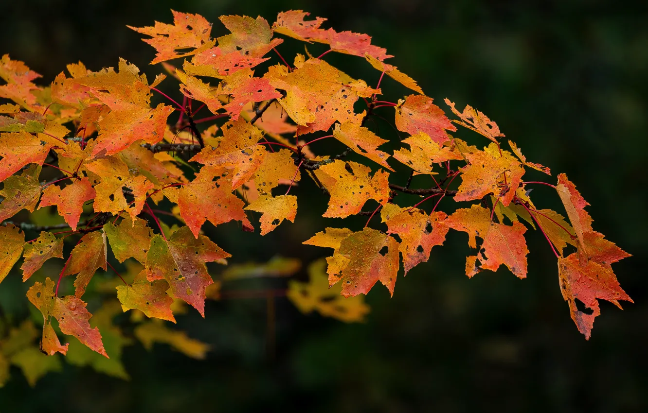 Фото обои осень, листья, ветки, клён