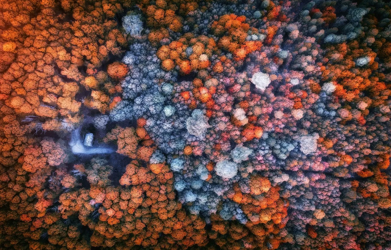 Фото обои осень, лес, деревья, домик, вид сверху