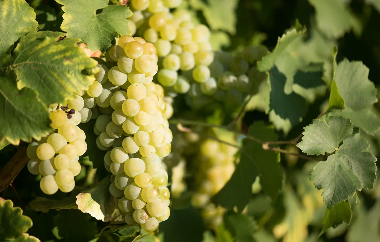 Фото обои листва, виноград, виноградник, leaves, grapes, грозди, the vineyard