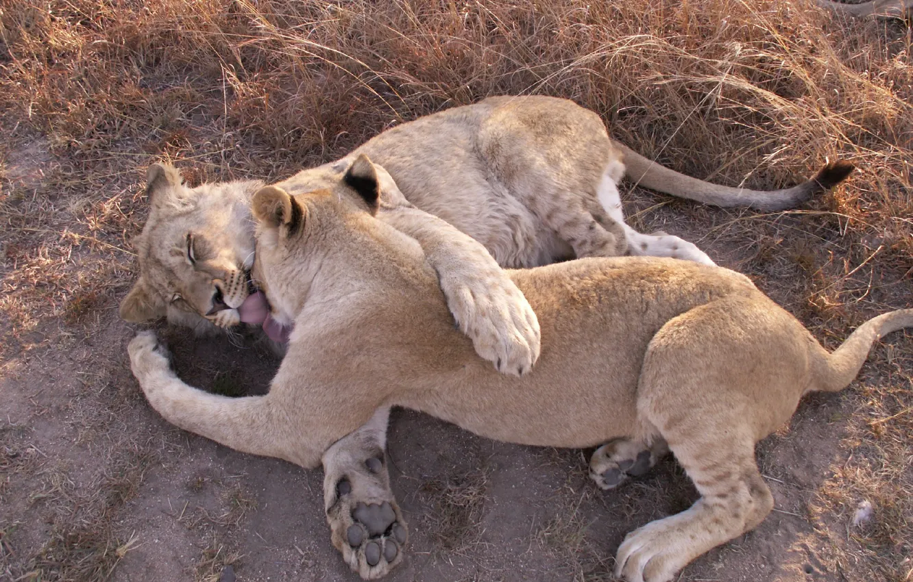 Фото обои животные, любовь, игры, хищники, лев, лапы, львица